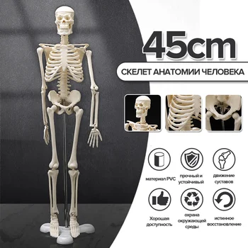 Нова 45 см Анатомическая Анатомия Модел на Човешкия Скелет Медицинска Учебна Помощ Анатомия Модел на Човешкия Скелет на Едро Retai Бърза Доставка